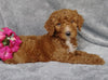 Goldendoodle For Sale Millersburg, OH Female- 7-Up