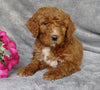 Goldendoodle For Sale Millersburg, OH Female- 7-Up