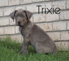 AKC Registered Great Dane For Sale Millersburg, OH Female - Trixie
