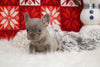 AKC Registered French Bulldog For Sale Fredricksburg, OH Female-Sprinkles
