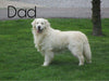 AKC Registered English Cream Golden Retriever For Sale Fredericksburg, OH Male- Konnor