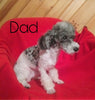 Moyen Poodle For Sale Wooster, OH Male- Ozzie