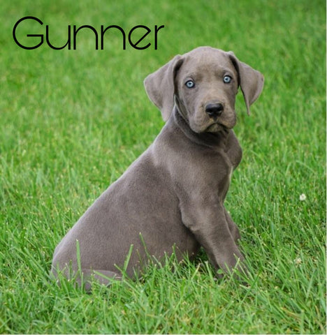 AKC Registered Great Dane For Sale Millersburg, OH Male- Gunner