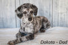 Medium F1B Labradoodle For Sale Mt Hope OH Male-Brody