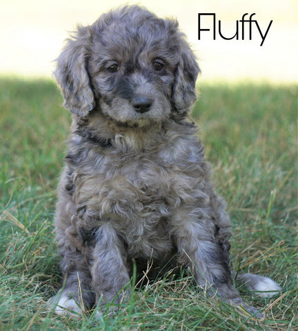 Mini F1B Goldendoodle *BLUE MERLE* For Sale Sugarcreek, OH Female- Fluffy