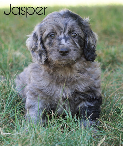 Mini F1B Goldendoodle *BLUE MERLE* For Sale Sugarcreek, OH Male- Jasper