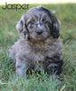 Mini F1B Goldendoodle *BLUE MERLE* For Sale Sugarcreek, OH Male- Jasper