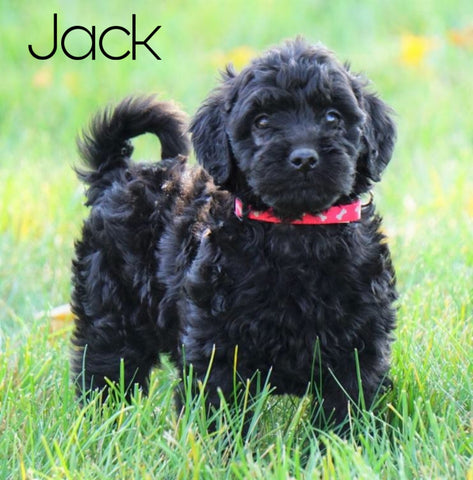 Mini Goldendoodle For Sale Loudenville, OH Male- Jack