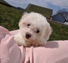 ACA Registered Bichon Frise For Sale Millersburg, OH Female- Abby