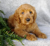 F1 Goldendoodle For Sale Millersburg, OH Female- Abby