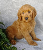 F1 Goldendoodle For Sale Millersburg, OH Female- Abby