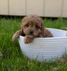Cockapoo For Sale Fredericksburg, OH Female- Abby