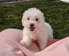 ACA Registered Bichon Frise For Sale Millersburg, OH Female- Abby