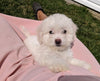ACA Registered Bichon Frise For Sale Millersburg, OH Female- Abby