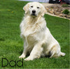 AKC Registered English Cream Golden Retriever For Sale Fredericksburg, OH Female- Lilac