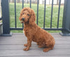 Mini F1BB Labradoodle For Sale Millersburg, OH Male- Zeke