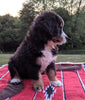 Bernese Mountain Dog For Sale Dundee, OH Male- Ace