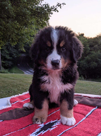 Bernese Mountain Dog For Sale Dundee, OH Male- Ace
