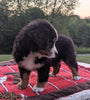 Bernese Mountain Dog For Sale Dundee, OH Male- Ace