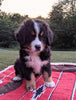 Bernese Mountain Dog For Sale Dundee, OH Male- Ace