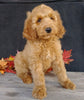 F1 Goldendoodle For Sale Millersburg, OH Female- Addi