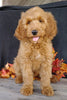 F1 Goldendoodle For Sale Millersburg, OH Female- Addi