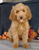 F1 Goldendoodle For Sale Millersburg, OH Female- Addi
