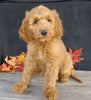 F1 Goldendoodle For Sale Millersburg, OH Female- Addi