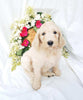 Goldendoodle For Sale Fredericksburg, OH Female- Addy
