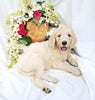 Goldendoodle For Sale Fredericksburg, OH Female- Addy