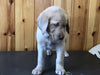 AKC Registered Labrador Retriever For Sale Fredericksburg, OH Female- Addy