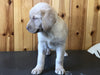 AKC Registered Labrador Retriever For Sale Fredericksburg, OH Female- Addy