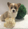 ACA Registered Pembroke Welsh Corgi For Sale Holmesville, OH Female- Adeline
