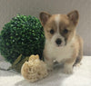 ACA Registered Pembroke Welsh Corgi For Sale Holmesville, OH Female- Adeline
