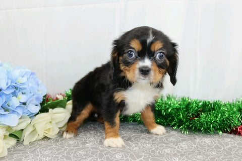 AKC Registered Cavalier King Charles Spaniel For Sale Wooster, OH Male- Aj