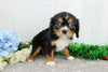 AKC Registered Cavalier King Charles Spaniel For Sale Wooster, OH Male- Aj