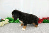 AKC Registered Cavalier King Charles Spaniel For Sale Wooster, OH Male- Aj