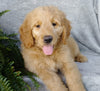 F1 Goldendoodle For Sale Millersburg, OH Male-Alfalfa