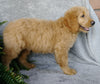 F1 Goldendoodle For Sale Millersburg, OH Male-Alfalfa