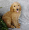 F1 Goldendoodle For Sale Millersburg, OH Male-Alfalfa