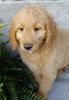 F1 Goldendoodle For Sale Millersburg, OH Male-Alfalfa