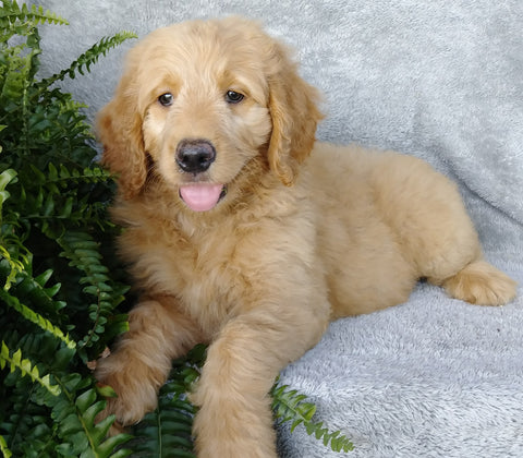 F1 Goldendoodle For Sale Millersburg, OH Male-Alfalfa