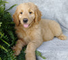 F1 Goldendoodle For Sale Millersburg, OH Male-Alfalfa