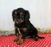 AKC Registered Cavalier King Charles Spaniel For Sale Wooster, OH Male- Alan