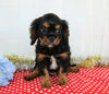 AKC Registered Cavalier King Charles Spaniel For Sale Wooster, OH Male- Alan