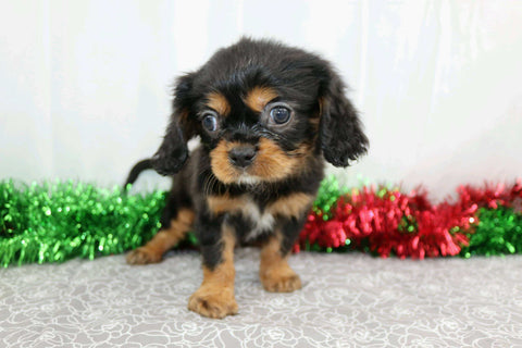 AKC Registered Cavalier King Charles Spaniel For Sale Wooster, OH Male- Alex