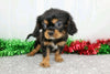 AKC Registered Cavalier King Charles Spaniel For Sale Wooster, OH Male- Alex