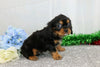 AKC Registered Cavalier King Charles Spaniel For Sale Wooster, OH Male- Alex