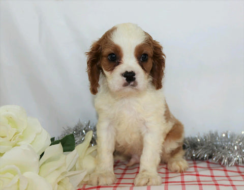 AKC Registered Cavalier King Charles Spaniel For Sale Wooster, OH Male- Alex