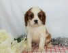 AKC Registered Cavalier King Charles Spaniel For Sale Wooster, OH Male- Alex